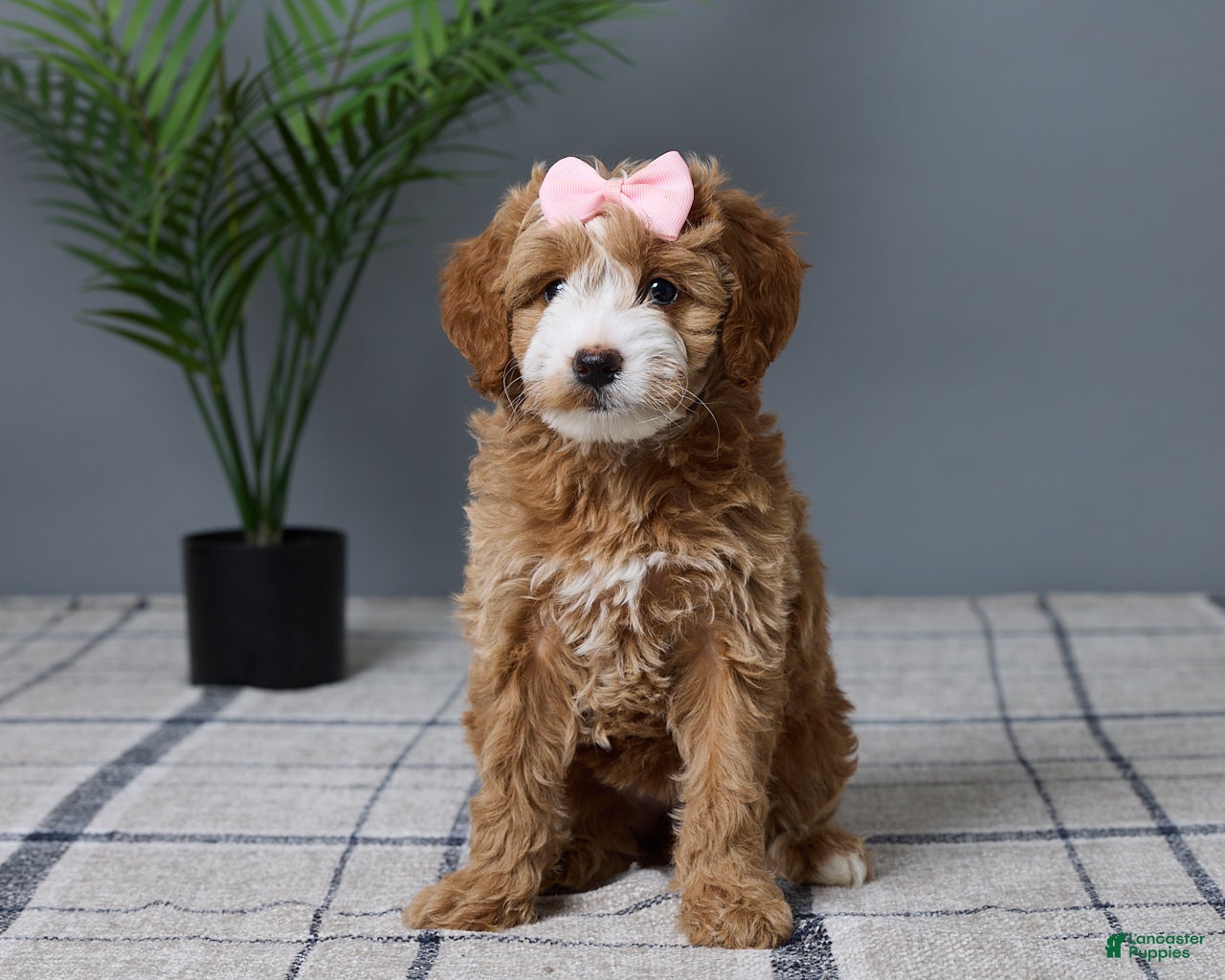 Mini Goldendoodle dogs for sale: Chloe - Ad 1