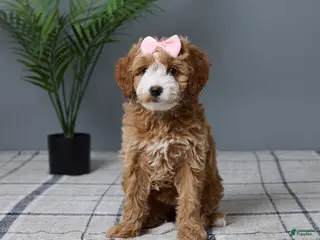 Mini Goldendoodle dogs for sale: Chloe - Ad 1