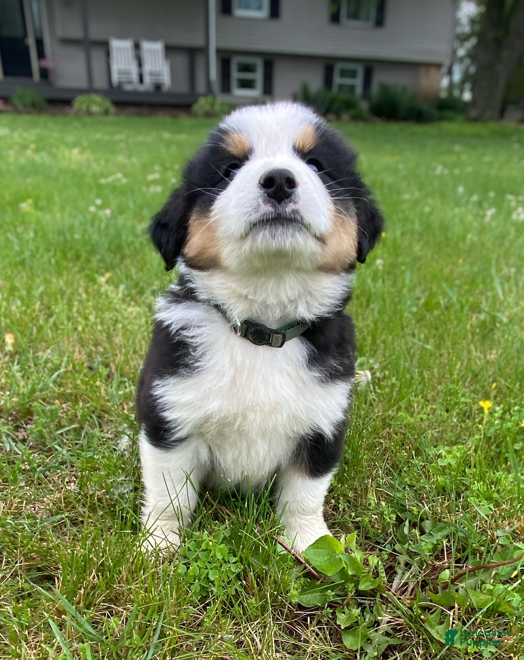 Mixed Breed dogs for sale: ♥️BABY BEAR♥️ - Ad 11