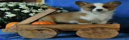 Welsh Corgi Pembroke dogs for sale: Katie - Ad 5