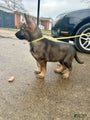 German Shepherd Gold