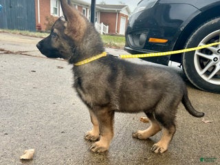 German Shepherd dogs German Shepherd Gold - Ad 12