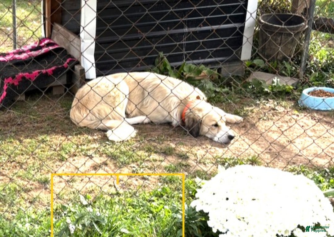 Mixed Breed dogs for sale: Thing - Ad 17