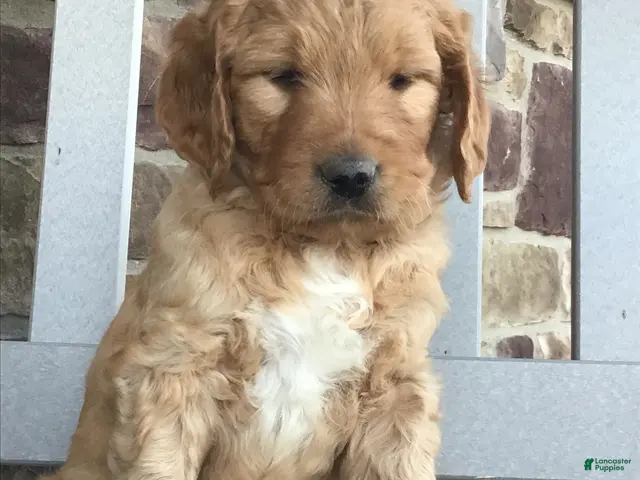 Goldendoodle dogs Dozer - Ad 1