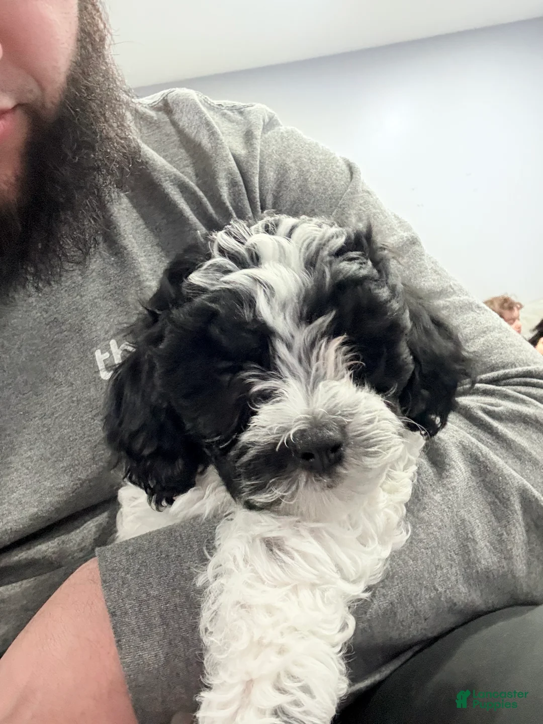 Mixed Breed dogs for sale: Pepper  - Ad 3