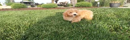 Maltipoo dogs for sale: Ranger - Ad 5