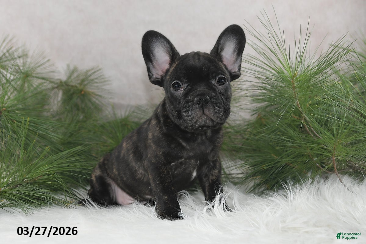 Frenchton dogs Forrest - Ad 2