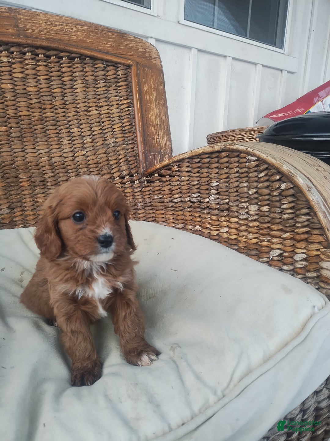 Cavapoo dogs for sale: Emily  - Ad 5