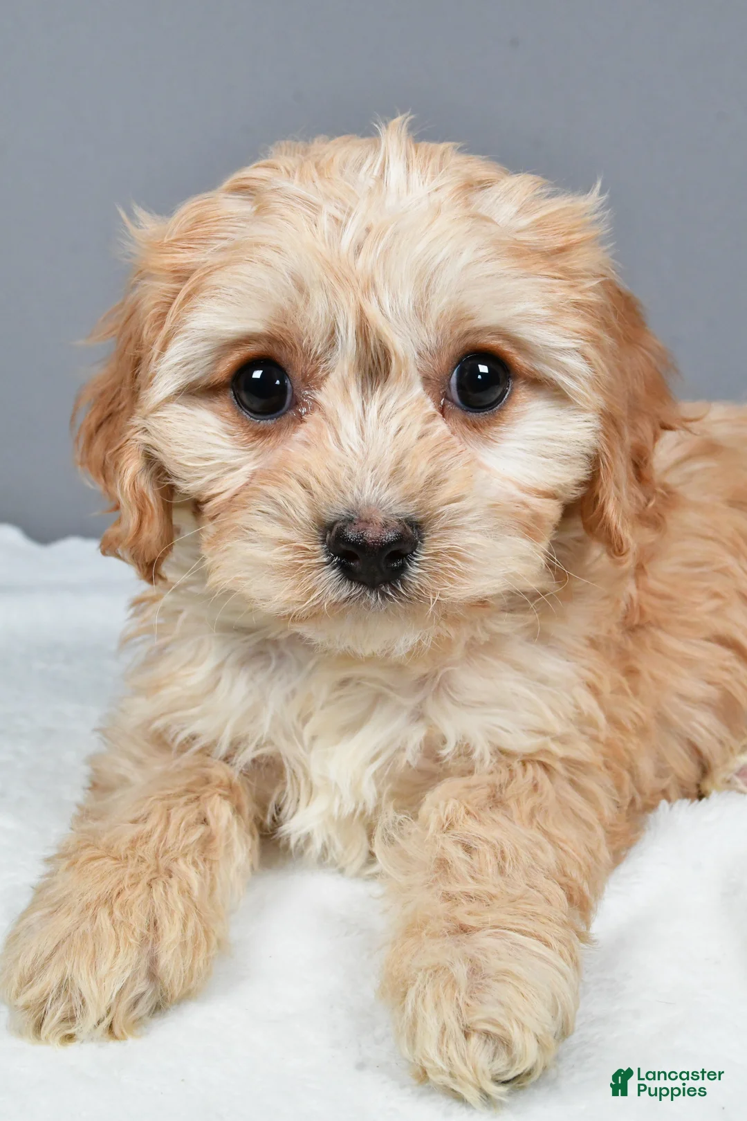 Cavachon dogs for sale: Robin - Ad 3