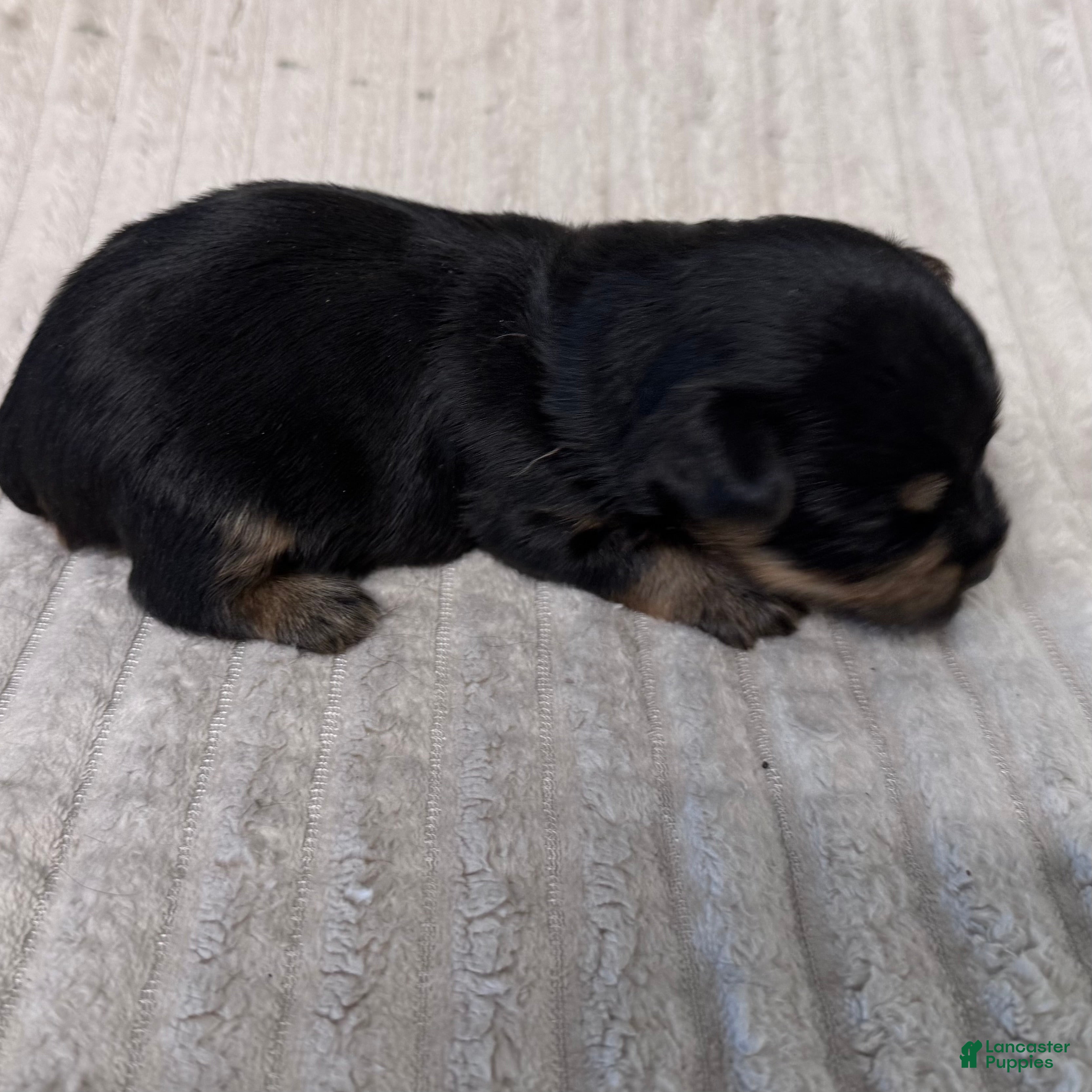 Yorkshire Terrier dogs Grego-Brown  - Ad 1