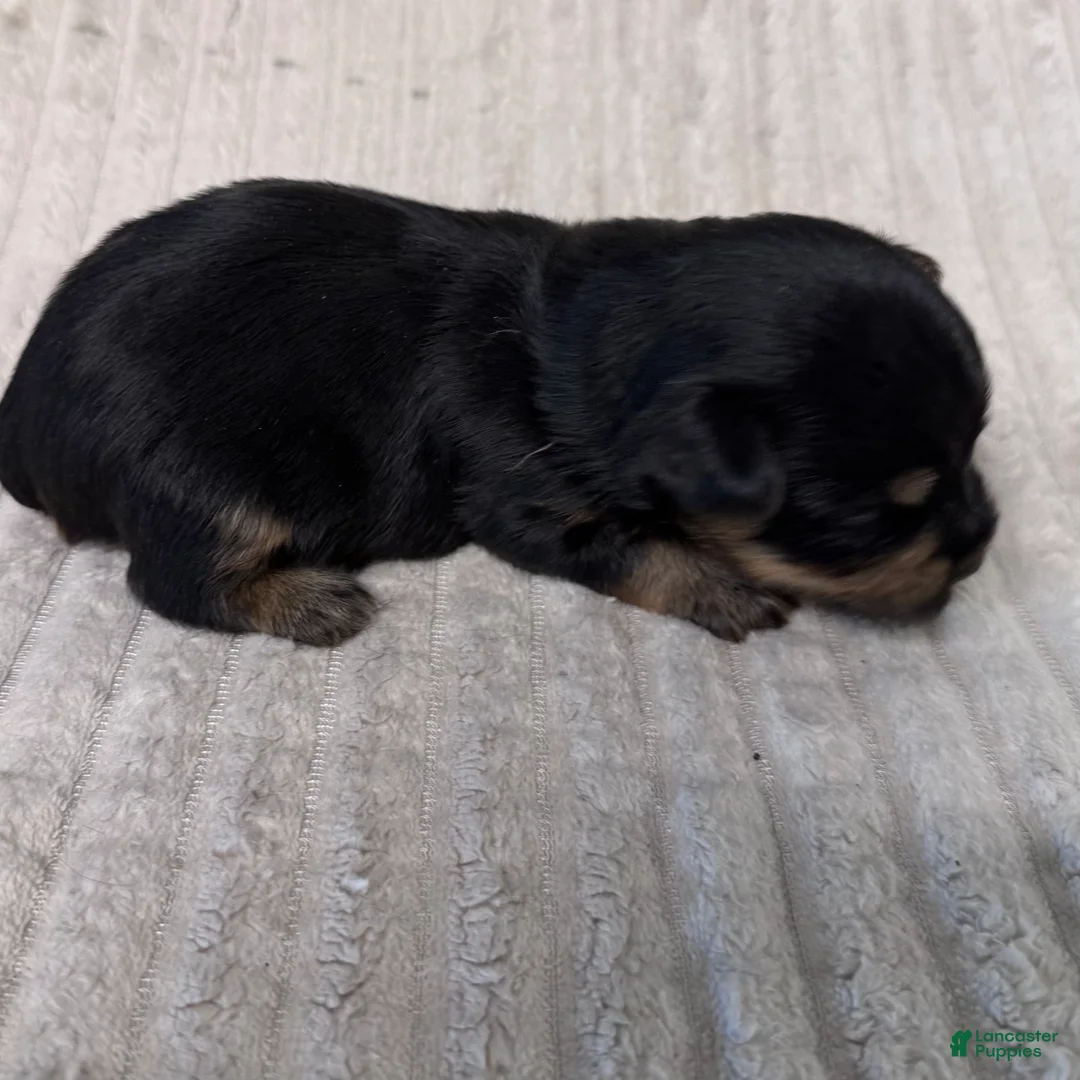 Yorkshire Terrier dogs for sale: Grego-Brown  - Ad 1
