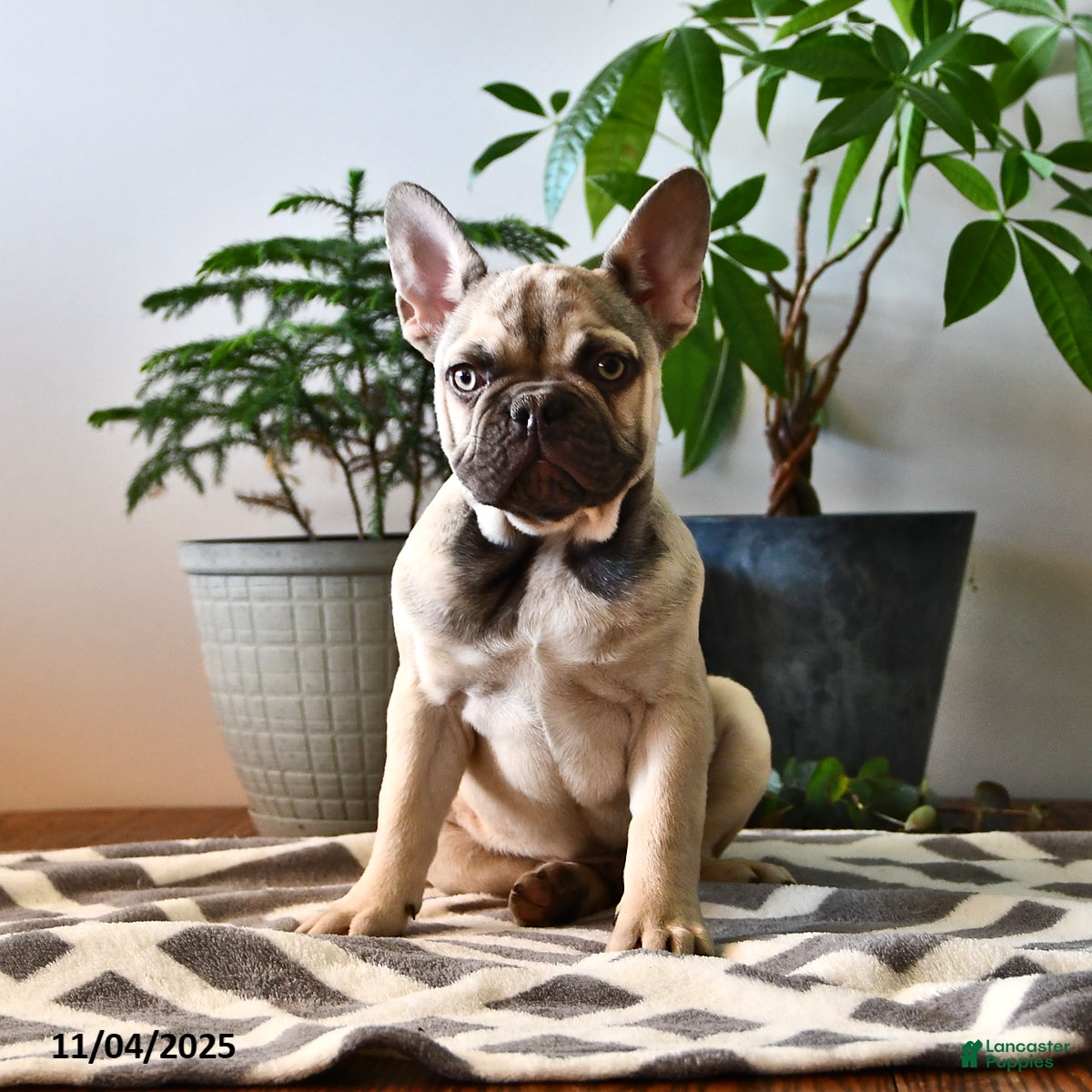 French Bulldog dogs Tommy - Ad 5