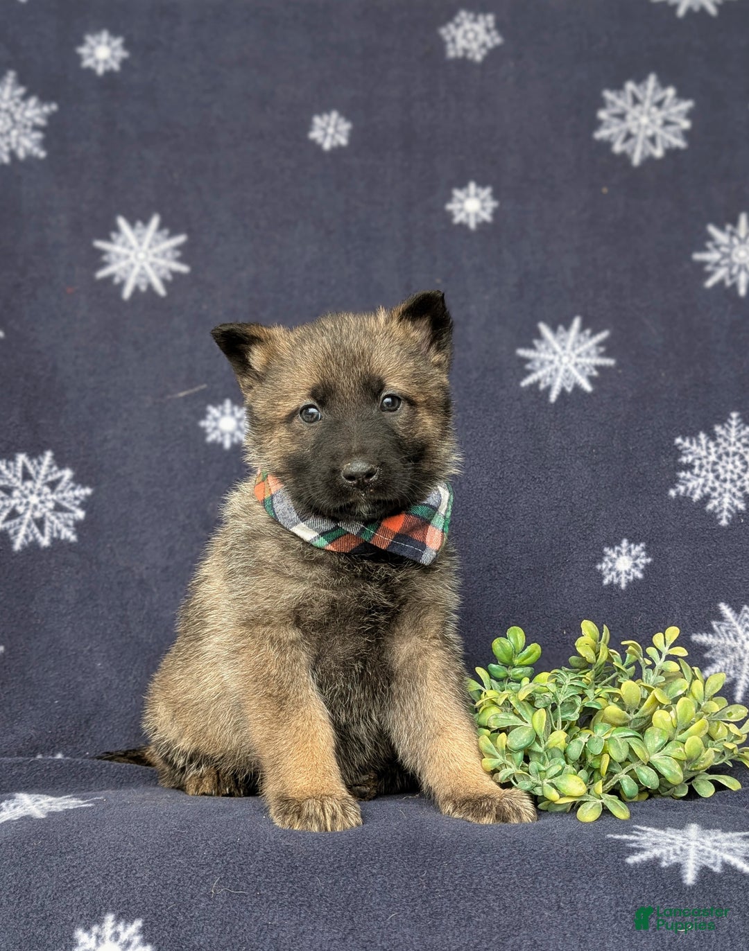 Mixed Breed dogs for sale: Colby - Ad 3