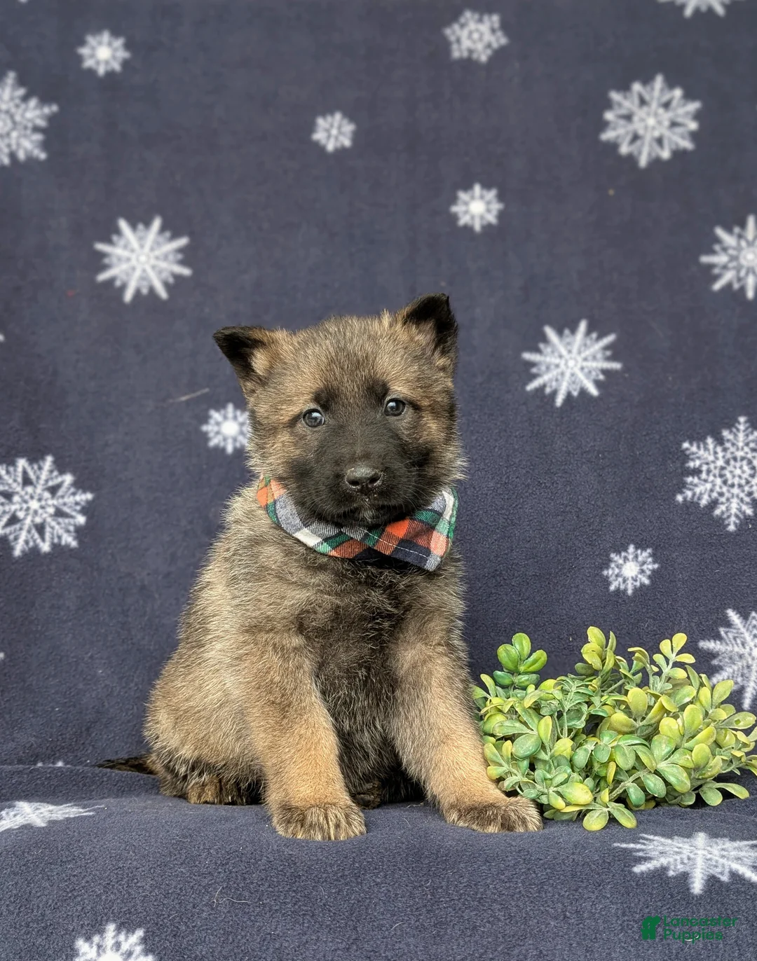 Mixed Breed dogs for sale: Colby - Ad 3