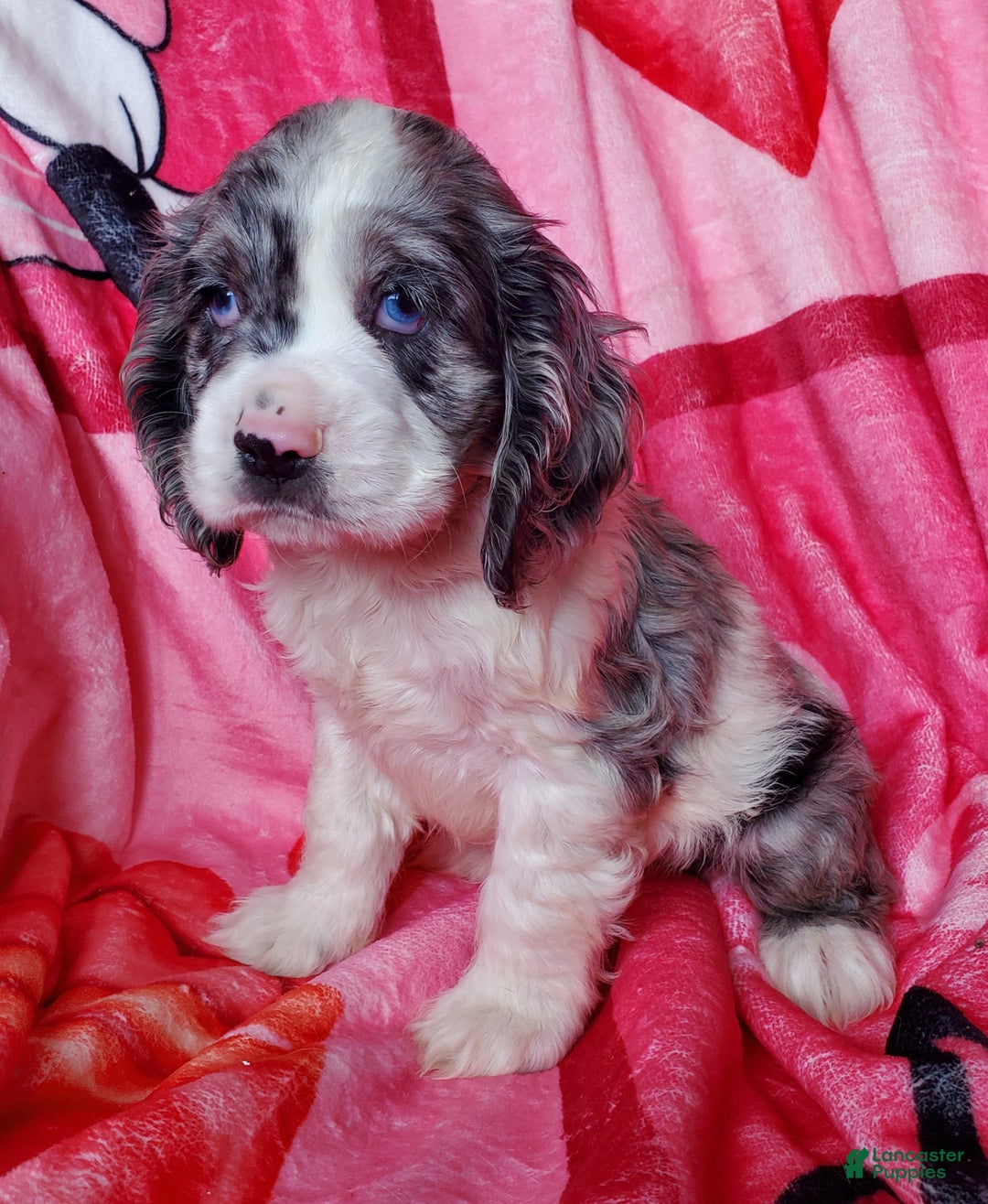 Cocker Spaniel dogs for sale: Harper - Ad 1