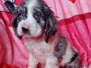 Cocker Spaniel dogs Harper - Ad 34