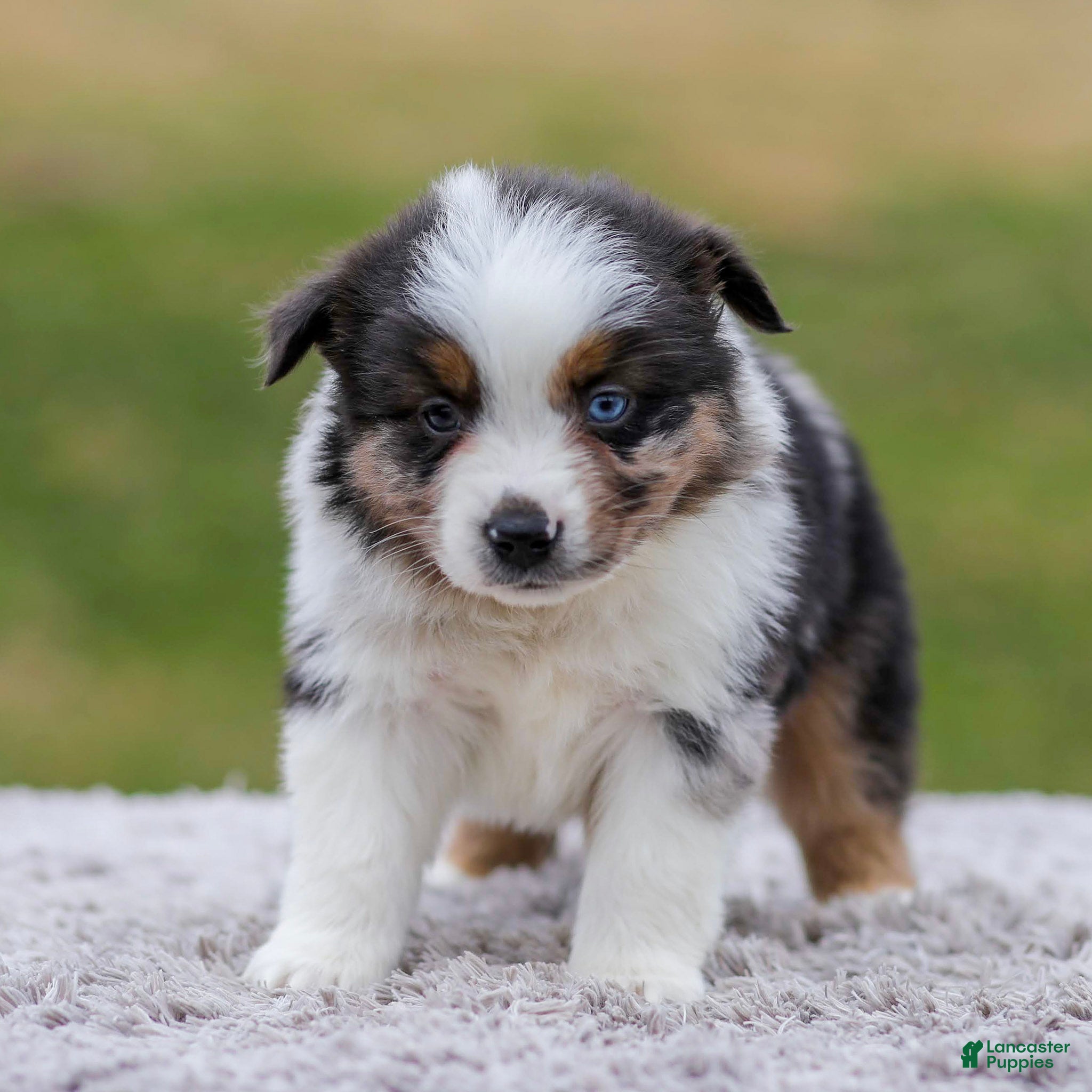 Miniature Australian Shepherd dogs Boomer - Ad 1