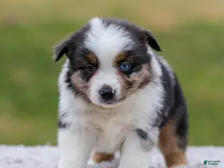 Miniature Australian Shepherd dogs for sale: Boomer - Ad 2