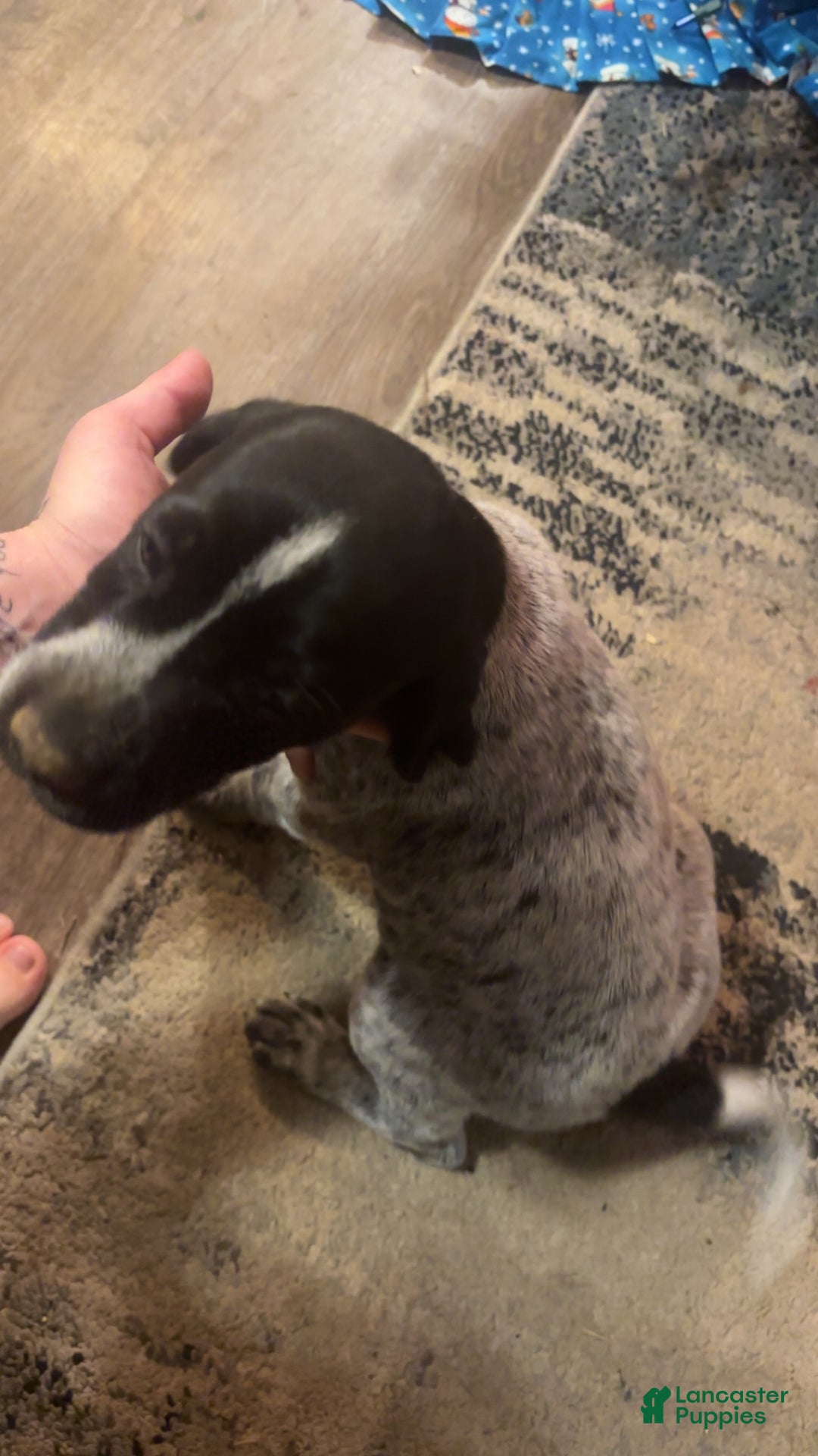 German Shorthaired Pointer dogs for sale: German Shorthaired Pointer Puppy 1 - Ad 3