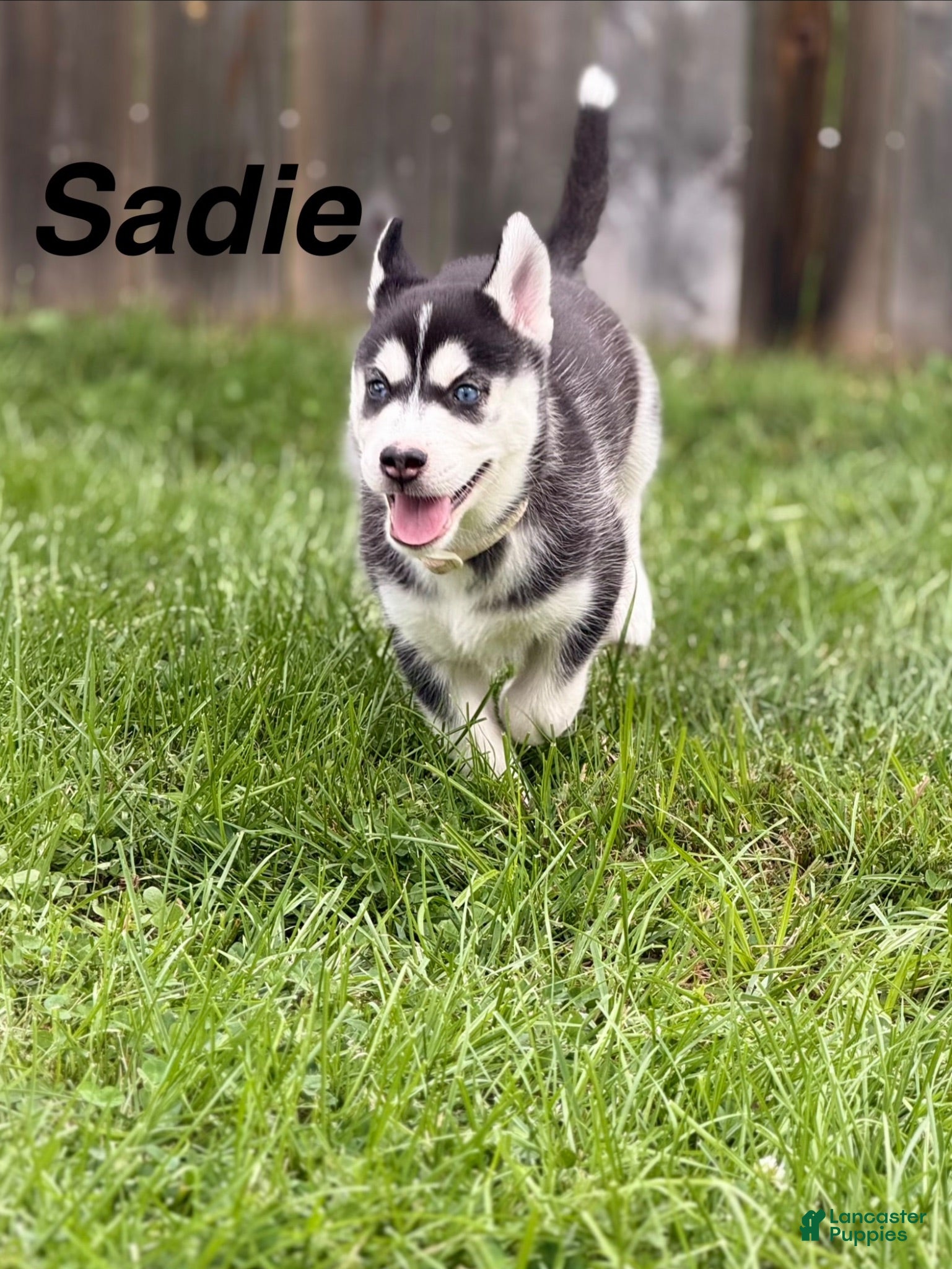 Siberian Husky dogs Sadie - Ad 34