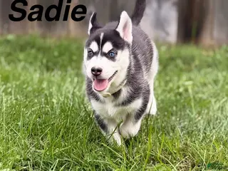 Siberian Husky dogs Sadie - Ad 34
