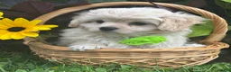 Mixed Breed dogs for sale: Karmel - Ad 8