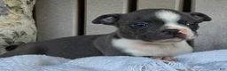 Boston Terrier dogs for sale: Riley - Ad 3