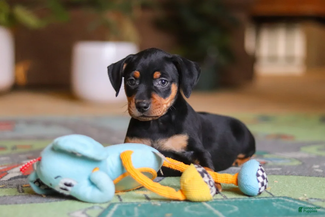 Miniature Pinscher dogs for sale: Sammy - Ad 2