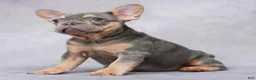 French Bulldog dogs for sale: Mocha - Ad 5