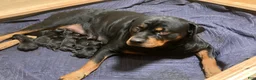 Rottweiler dogs for sale: Poseidon - Ad 13