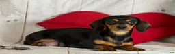 Miniature Dachshund dogs for sale: AKC SH Fiona DNA OFA - Ad 8