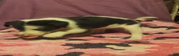 Border Collie dogs for sale: Tia (Call-Text) - Ad 6