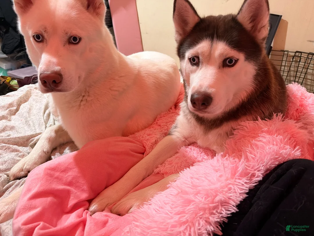 Siberian Husky dogs for sale: Siberian Husky 3 - Ad 2