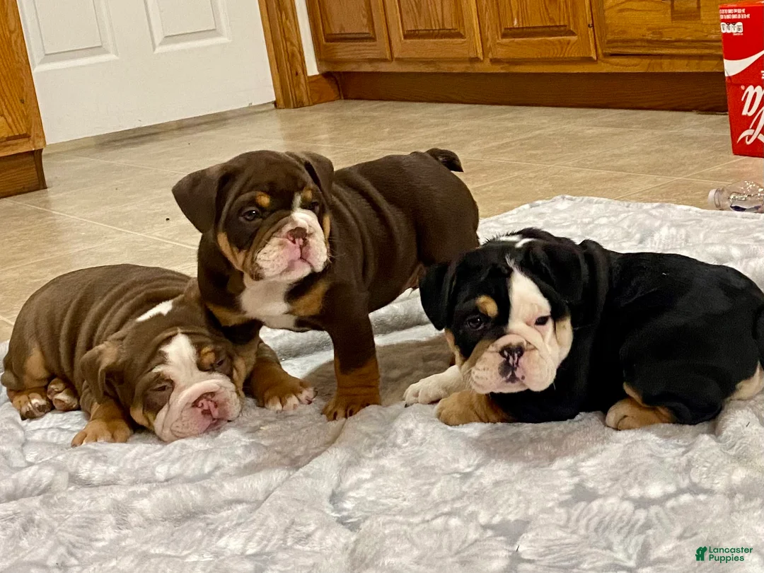English Bulldog dogs for sale: Dozer - Ad 5