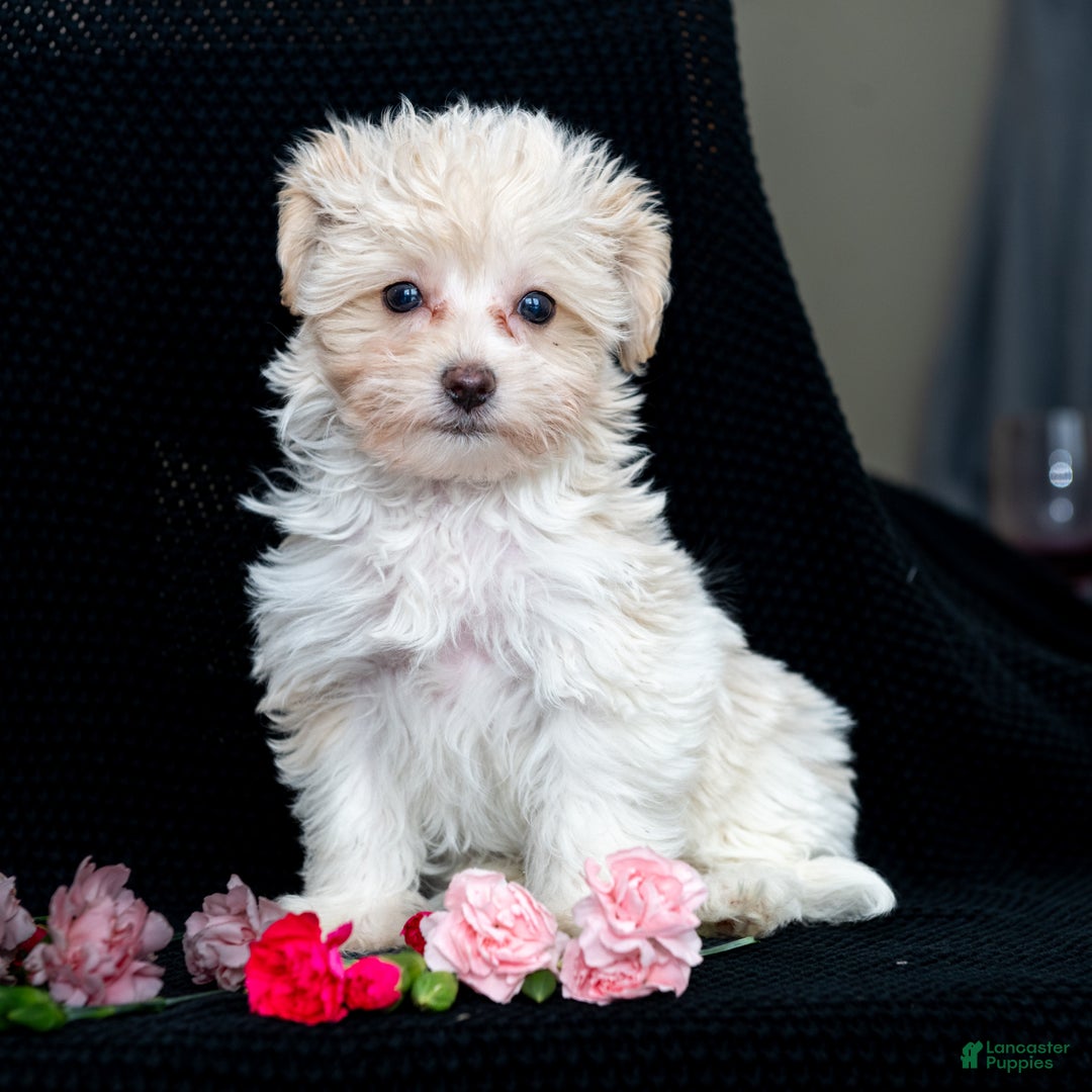 Maltipoo dogs for sale: Honey - Ad 2
