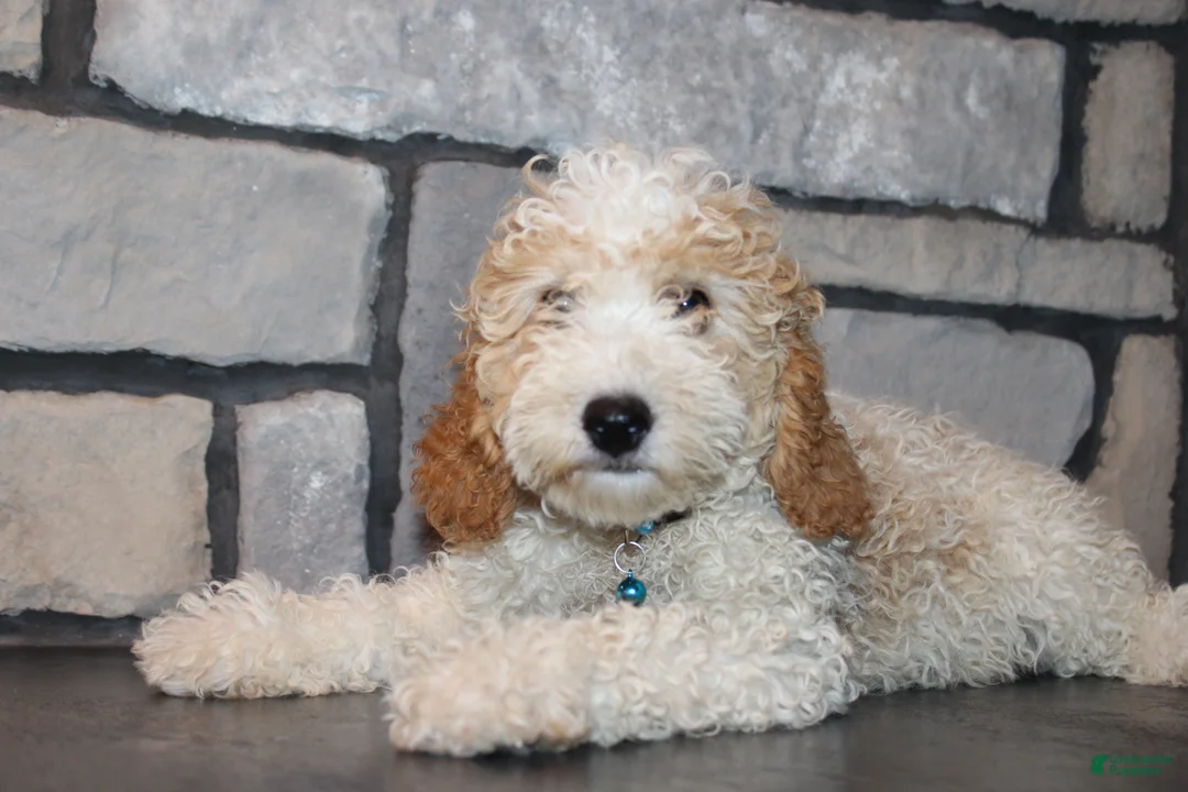 Mini Goldendoodle dogs for sale: Mini Ziggy - Ad 2