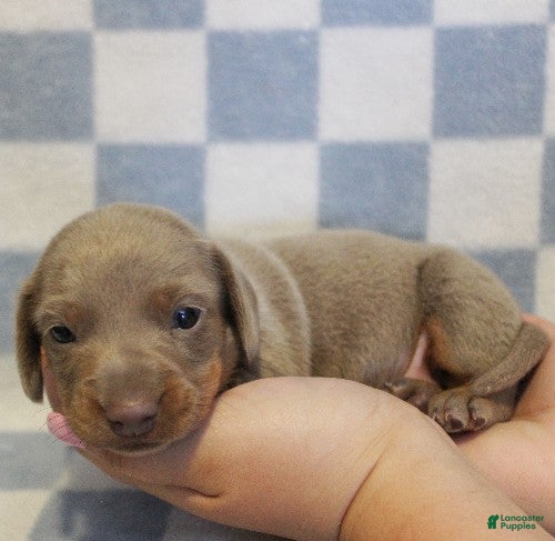 Miniature Dachshund dogs Sonic - Ad 2