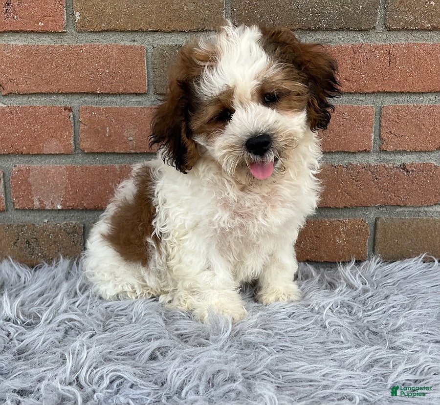 Teddy Bear dogs Mike - Ad 2