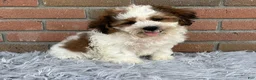 Teddy Bear dogs for sale: Mike - Ad 2