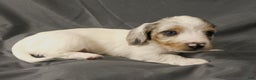 Miniature Dachshund dogs for sale: LMA's ChampionDoxie White Chocolate Chunk - Ad 3