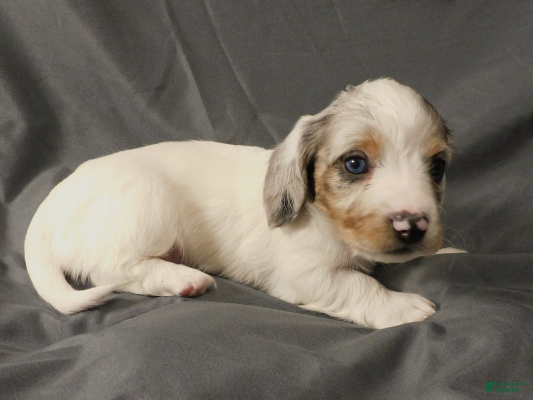 Miniature Dachshund dogs for sale: LMA's ChampionDoxie White Chocolate Chunk - Ad 3