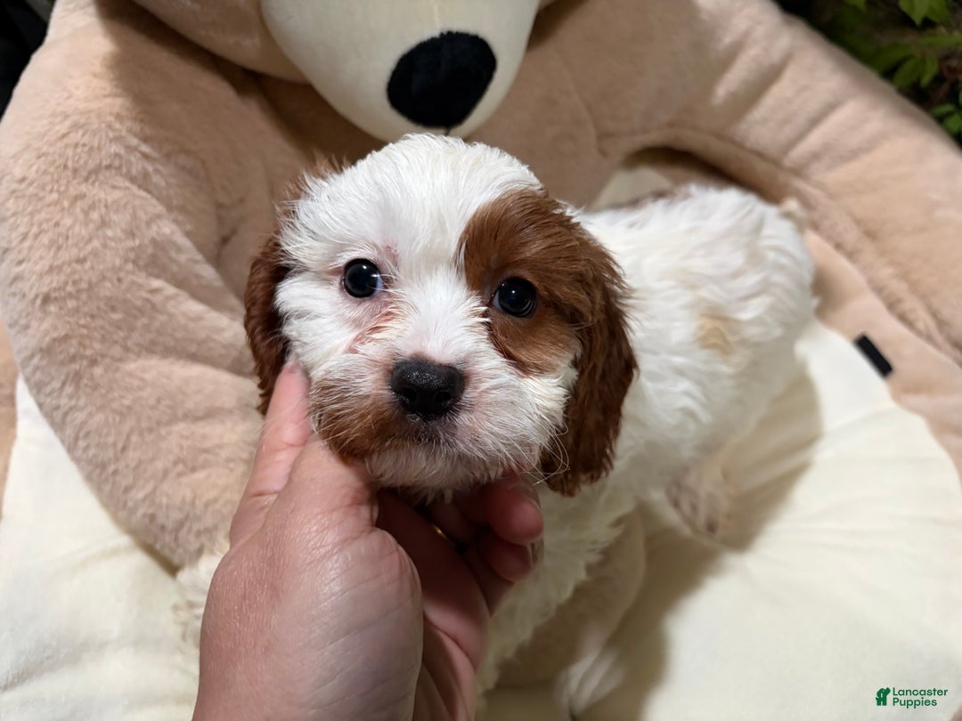 Cavapoo dogs for sale: MD - Ad 1