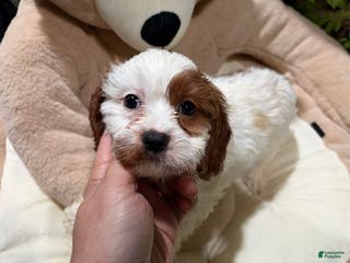 Cavapoo dogs MD - Ad 33