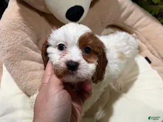 Cavapoo dogs MD - Ad 34