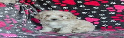 Mixed Breed dogs for sale: Hazel - Ad 4
