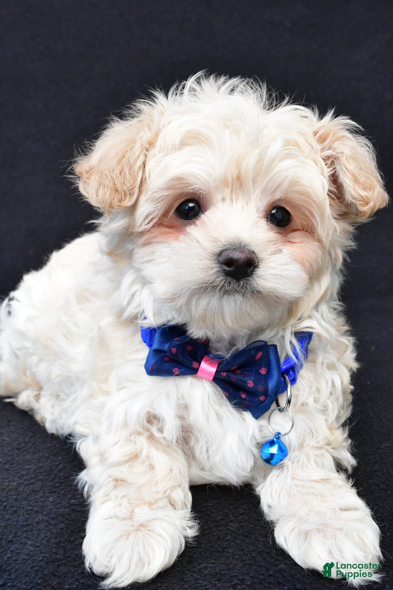 Maltipoo dogs Charles - Ad 2