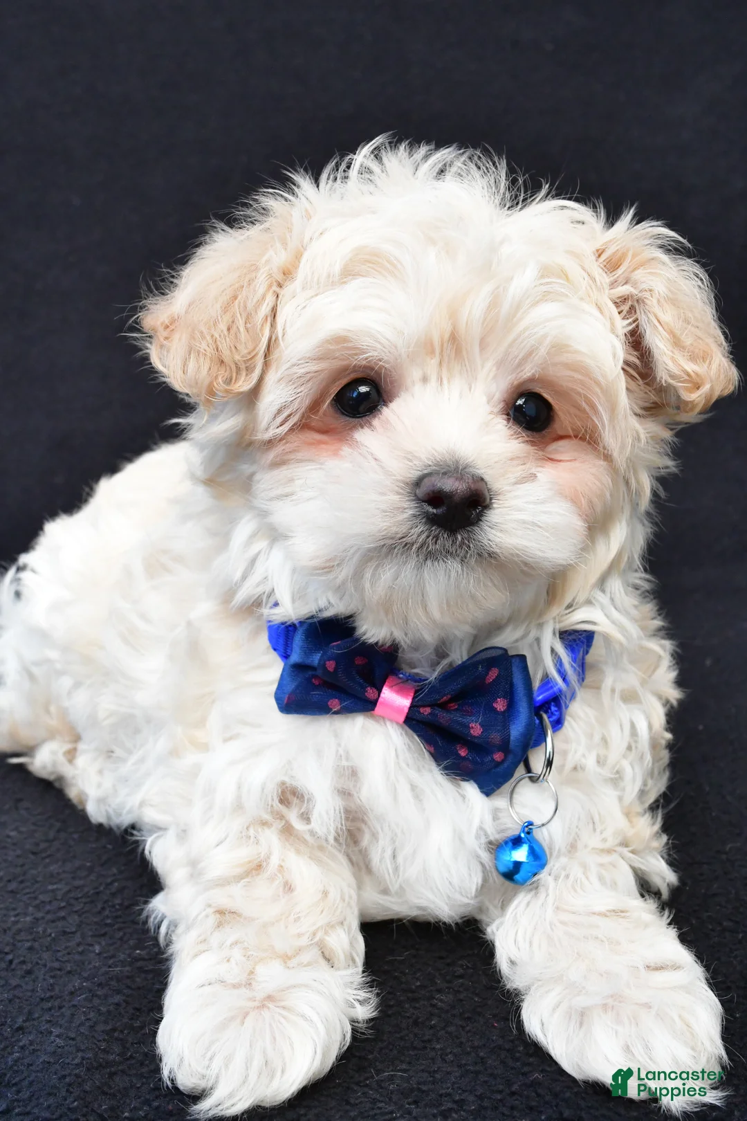 Maltipoo dogs for sale: Charles - Ad 2
