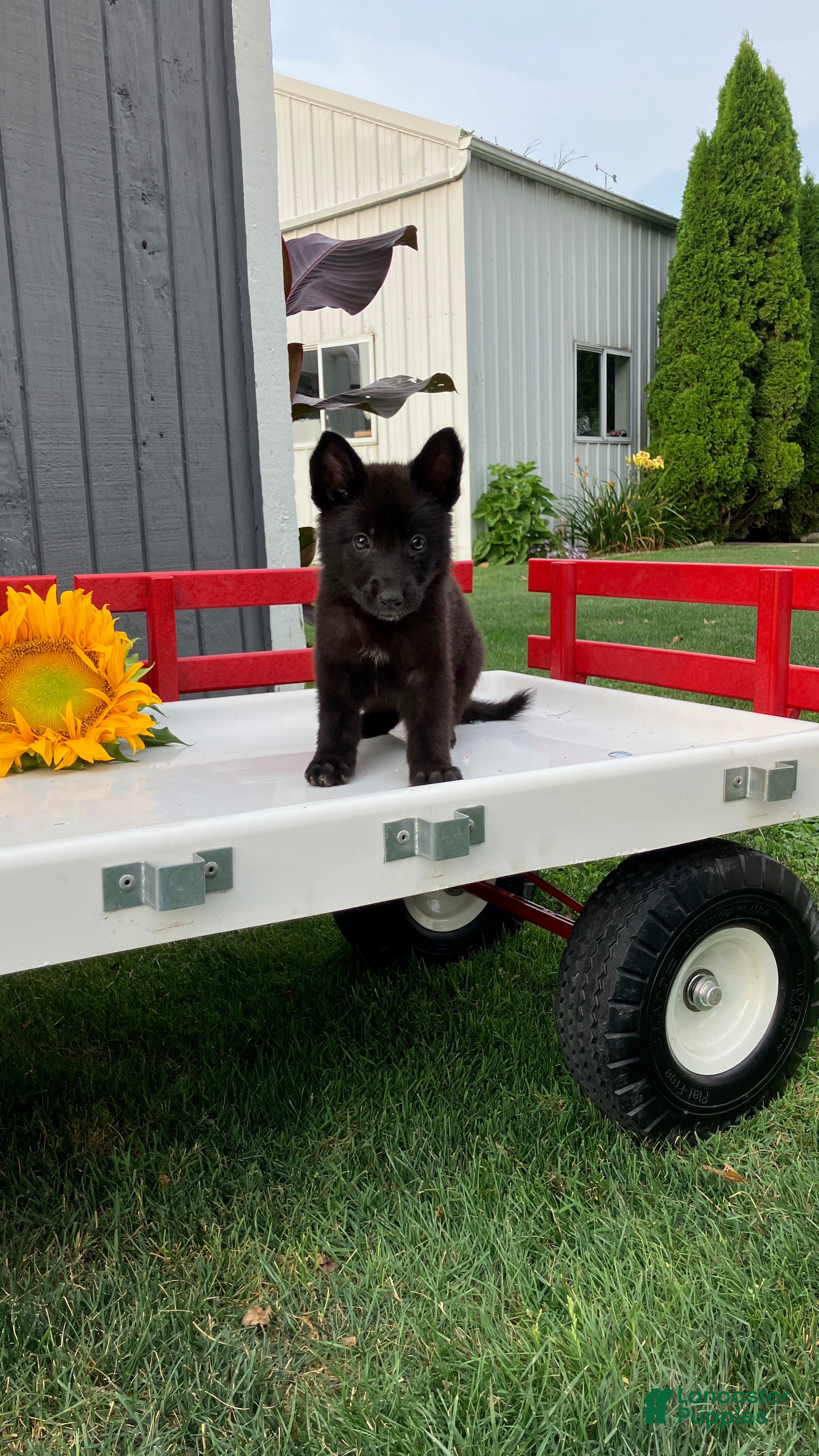 German Shepherd dogs Taffy - Ad 2