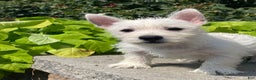 West Highland Terrier dogs for sale: Wynona - Ad 4