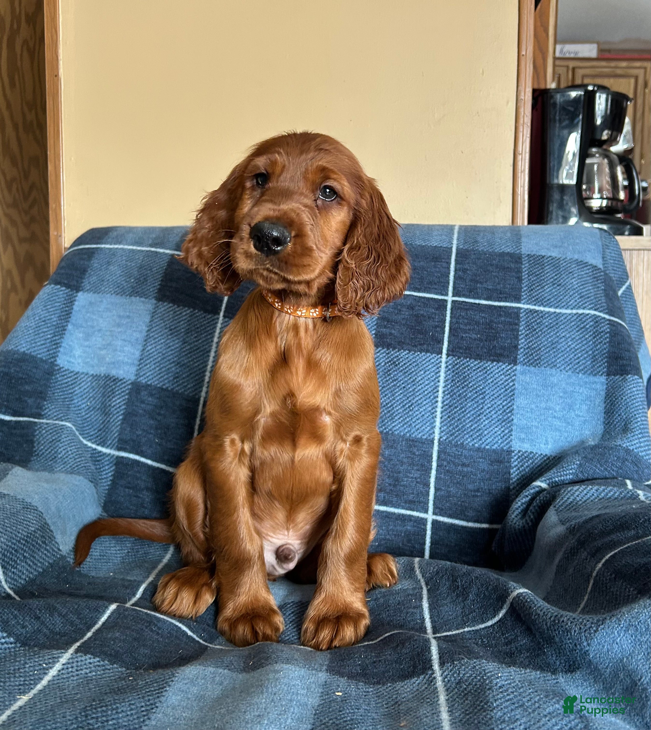 Irish Setter dogs Irish Setter male orange collar - Ad 16